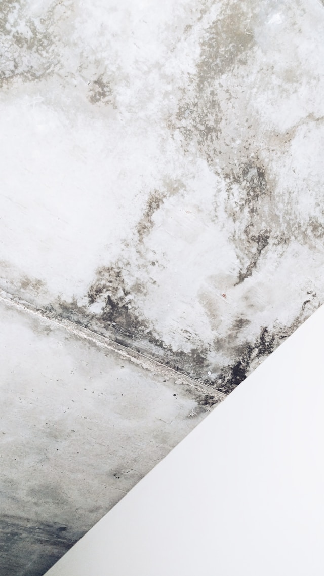 Mold Removal Techniques (DIY Version)