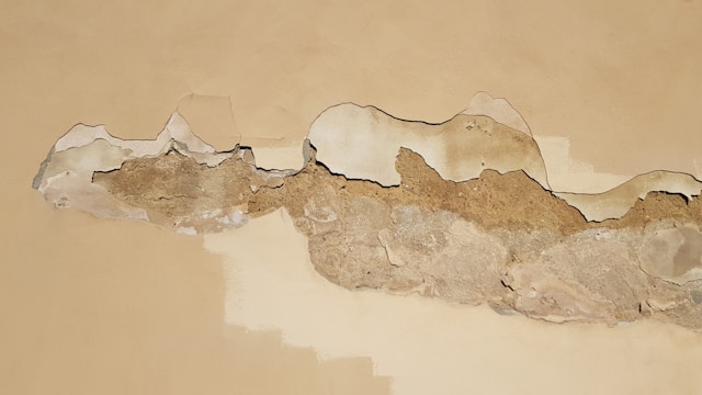 The Health Benefits of Mold Removal Services